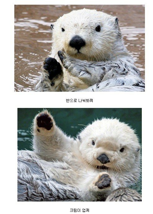 오레오PC방 이미지