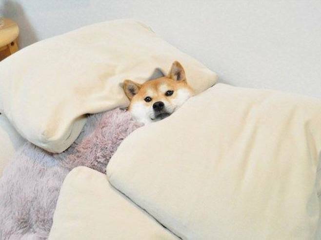 알아 이미지