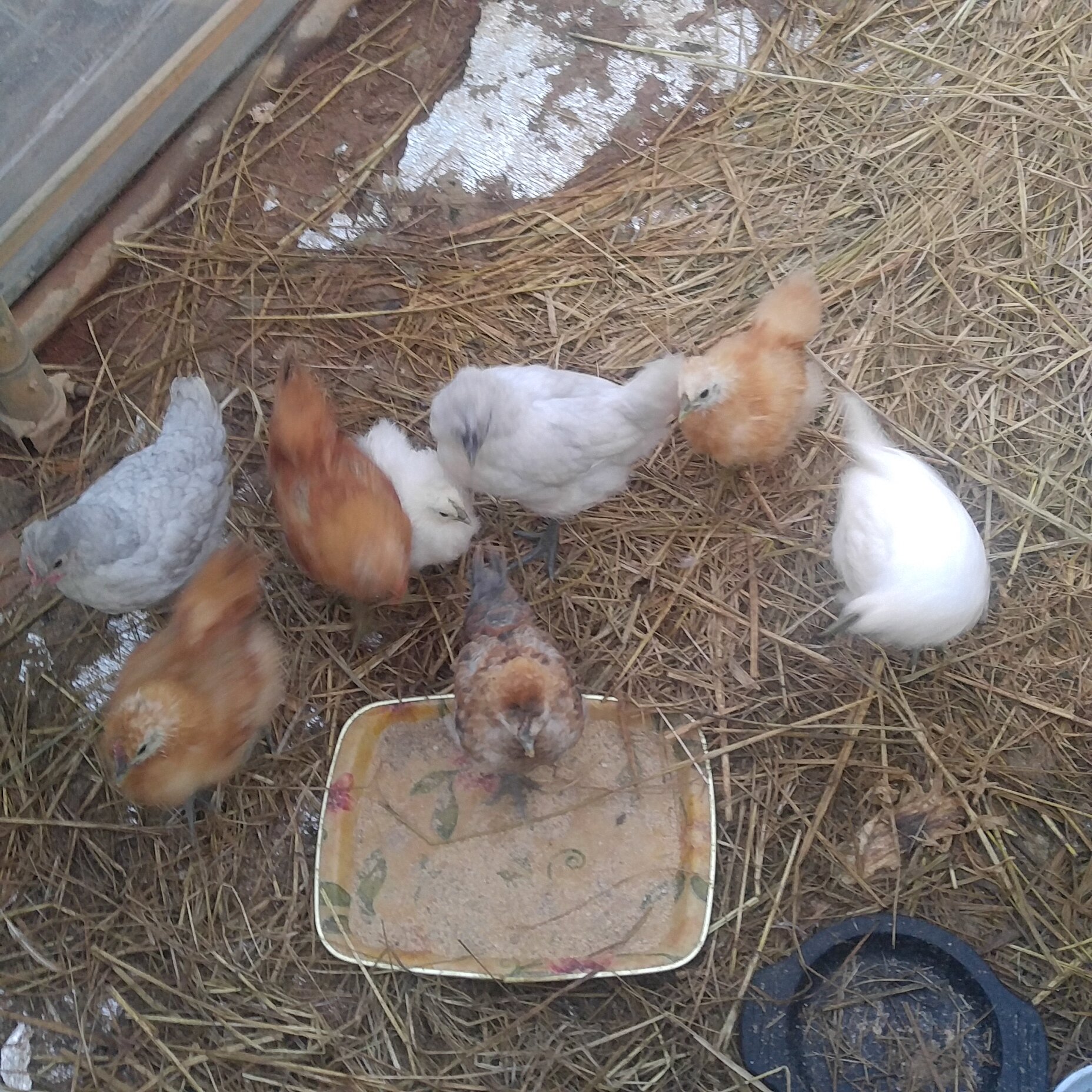 왜 영계백숙이 맛있다고 하는지 알겠다. | LoL 인벤